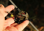 4oz Grappling Marker Lead x2 - Fox