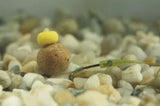 Orange Fluoro Sweetcorn Pop Up - ET